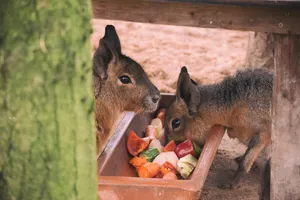德国rheine，naturzoo rheine，食物，饮食，mara，树，自然