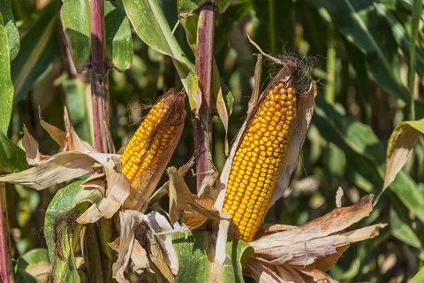 甜玉米植物、玉米、农田、农业、谷物、玉米棒、农民、维生素 甜玉米植物、玉米、农田、农业、谷物、玉米棒、农民、维生素