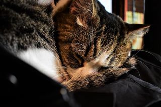 猫咖啡馆，猫，躺着，睡觉，夹克，猫，大阪，日本