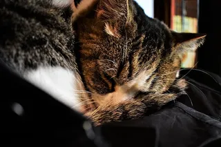 猫咖啡馆，猫，躺着，睡觉，夹克，猫，大阪，日本