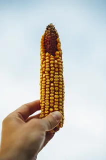 玉米棒 玉米棒