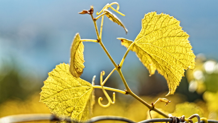 藤叶，rebstock，藤蔓，藤蔓，葡萄，叶子，植物部分，植物