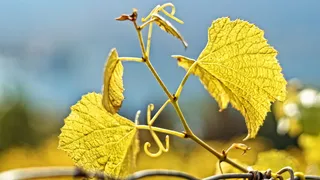 藤叶，rebstock，藤蔓，藤蔓，葡萄，叶子，植物部分，植物