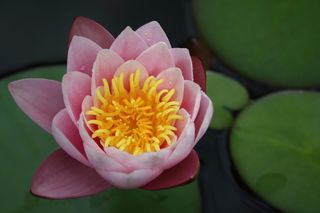 花朵，花朵，花朵，粉红色，池塘，黄体，夏天，花园