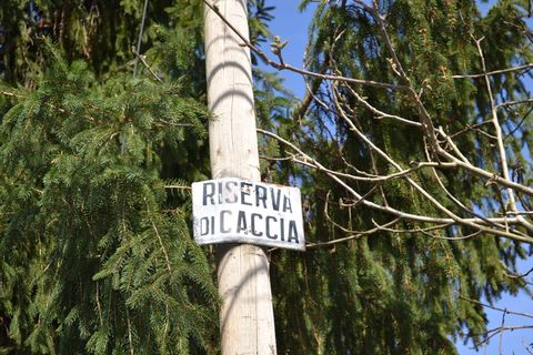 狩猎、帕洛、卡特尔、松树、树枝、自然、秋天、保护区