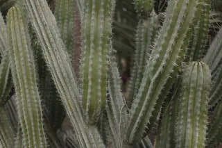 棕榈泉，美国，刺，沙漠，约书亚树，仙人掌，干燥，绿色