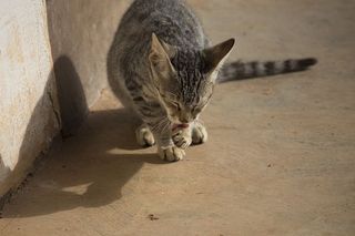 宠物，猫，可爱，小猫，可爱，猫和狗，哺乳动物，动物主题