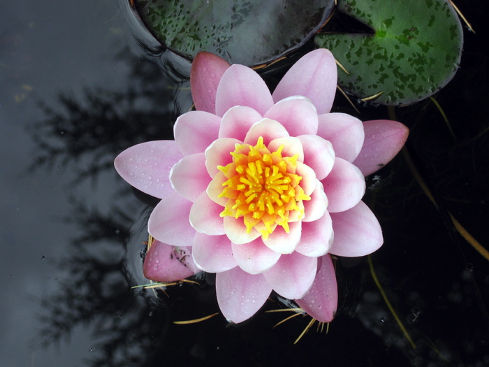 睡莲，黄花，花，池塘，自然，粉红色，水生植物，花园