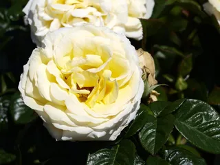 玫瑰，花朵，花朵，白色，花朵，开花植物，植物，自然之美
