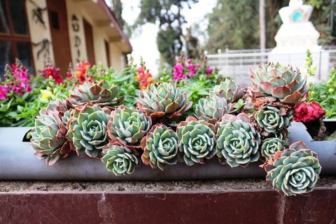 印度，大吉岭，hmi大吉岭，植物，花卉，开花植物，清新，美丽
