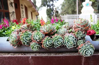 印度，大吉岭，hmi大吉岭，植物，花卉，开花植物，清新，美丽
