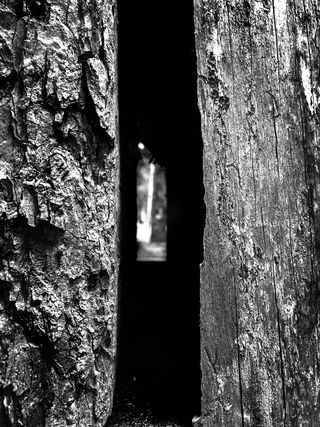 意大利，特伦蒂诺南蒂罗尔，森林，木材，老，轻，洞，特写