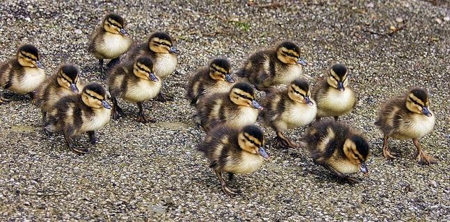 动物，喙，卵石，鸭子，特写，小鸭，羽毛，焦点