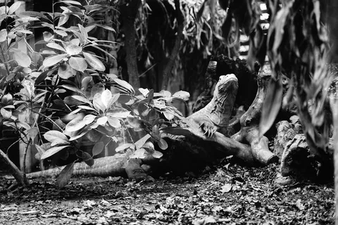 地面、植物、树、叶、鸟、动物、木材、根 地面、植物、树、叶、鸟、动物、木材、根