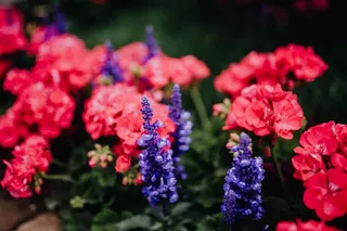 意大利威尼斯城堡花店