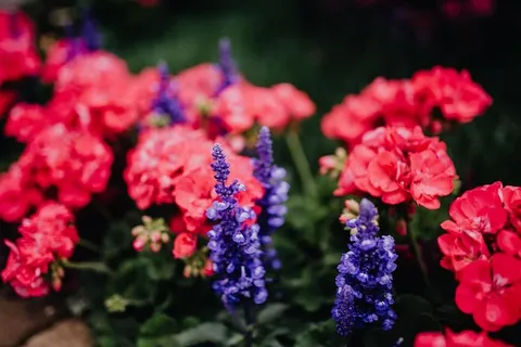 意大利威尼斯城堡花店 意大利威尼斯城堡花店