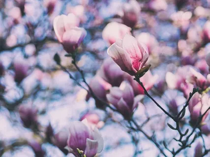 花,粉色,花朵,自然,植物,波基,模糊,树 花,粉色,花朵,自然,植物,波基,模糊,树