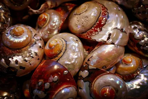 食物，背景，贻贝，珍珠母，微光，装饰，装饰，自然