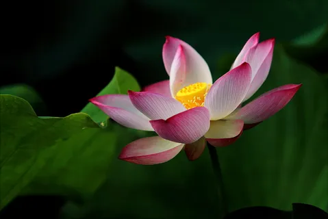 粉色和白色花朵的倾斜移动摄影 粉色和白色花朵的倾斜移动摄影