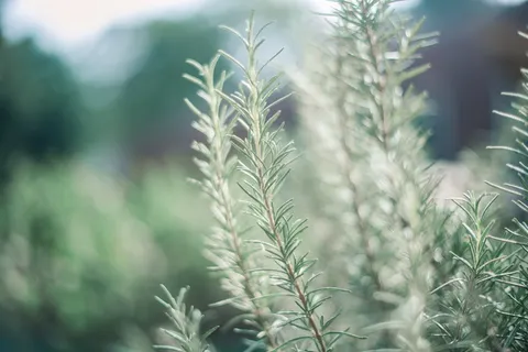 选择性、聚焦摄影、绿色、叶状植物、迷迭香、花园、光线、颜色 选择性、聚焦摄影、绿色、叶状植物、迷迭香、花园、光线、颜色