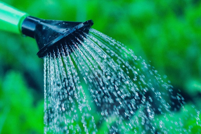 绿黑色浇水器可在绿叶植物上喷洒