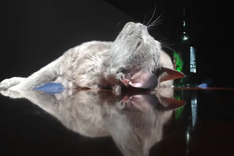 短涂层,灰色,猫,躺着,旁边,绿色,瓶子,神秘 短涂层,灰色,猫,躺着,旁边,绿色,瓶子,神秘