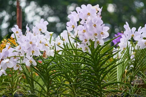 植物,兰花,装饰性,鲜艳的颜色,美丽的花朵,公园,花园,春天 植物,兰花,装饰性,鲜艳的颜色,美丽的花朵,公园,花园,春天