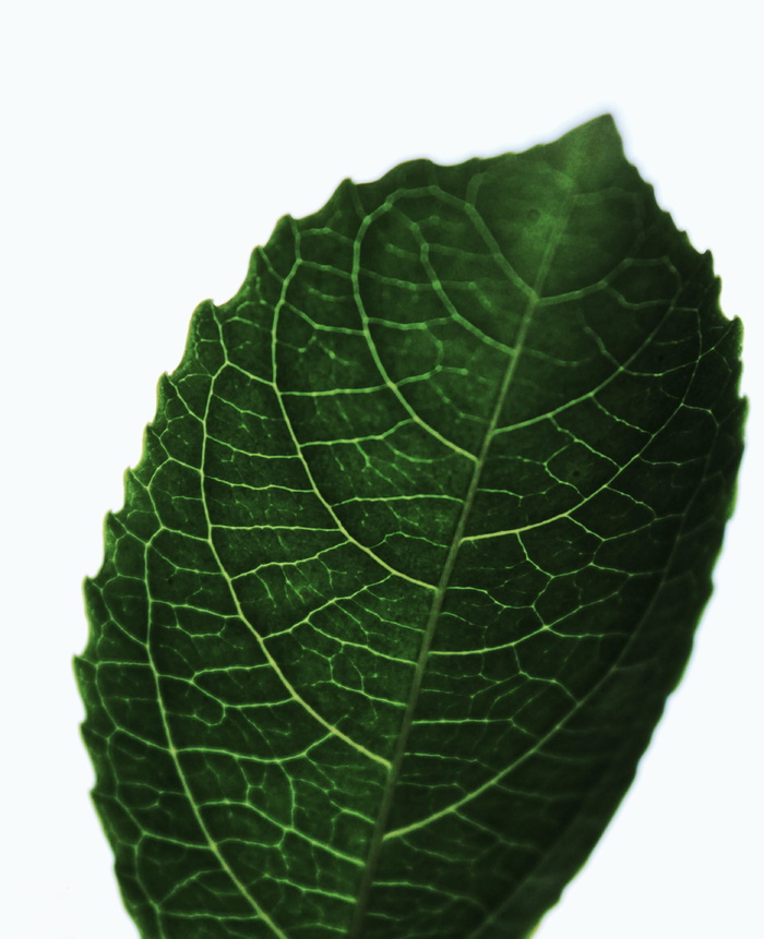 绿叶照片、叶脉、水果、植物、菠萝、食物、叶子、蜱虫