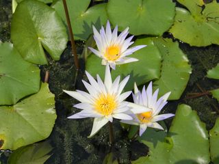 睡莲，花，睡莲，开花植物，新鲜度，湖，叶，水
