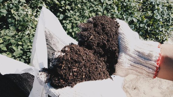 地球，土地，犁，棕色，绿色，植物，自然，白天