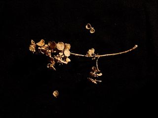 花，花，平放，平放，叶子，自然，干花，夜晚