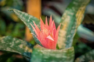 植物，花，花，商场，中心，彩色，黄色，购物中心