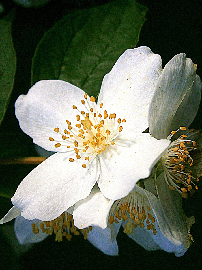 夏茉莉，鲍尔茉莉，假橙，茉莉，欧洲哨子灌木，淡色哨子灌木，philadelphus Coronal，温室绣球花