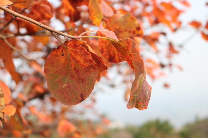 北京西山森林公园，漆树，红叶，秋天，植物部分，叶子，变化，橙色