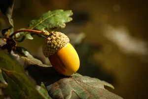橡子，水果，秋天，橡树，橡树果实，乔木果实，橡树叶，树叶