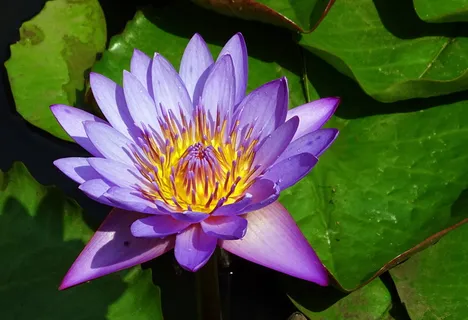 特写摄影,莲花,百合,花朵,睡莲,热带,白昼花,睡莲 特写摄影,莲花,百合,花朵,睡莲,热带,白昼花,睡莲
