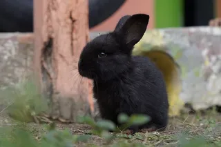 科内乔，可爱，贝贝，哺乳动物，动物主题，动物，一只动物，黑色
