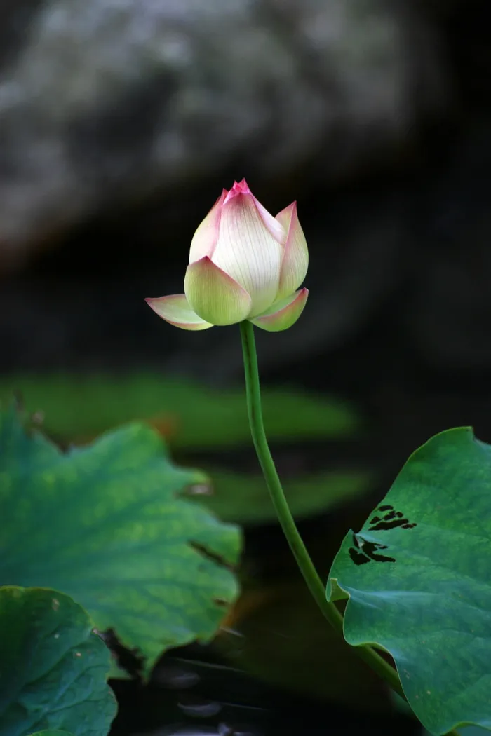close、粉色、花瓣、莲花、白色、花蕾、我、佛教
