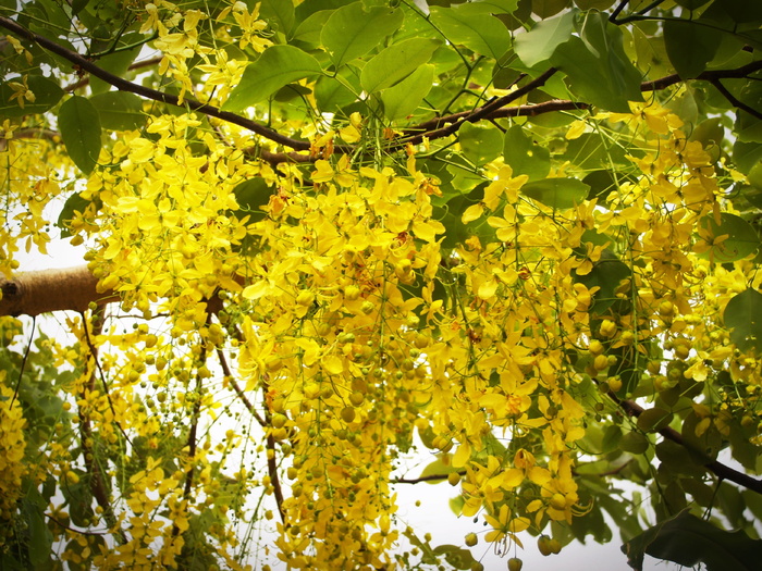 桂花、阵雨、金色、树、白色、夏天、花朵、唇形