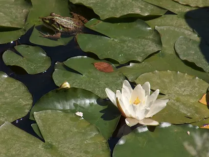 青蛙,睡莲,王子,湖,叶,睡莲,花,植物部分 青蛙,睡莲,王子,湖,叶,睡莲,花,植物部分