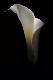 特写照片,白色,马蹄莲花,花,马蹄莲,花,百合,植物学 特写照片,白色,马蹄莲花,花,马蹄莲,花,百合,植物学
