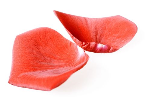 con2011，花，新鲜，礼物，孤立，花瓣，照片，红色