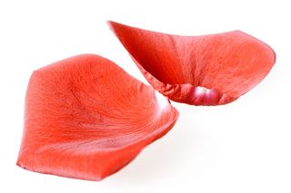 con2011，花，新鲜，礼物，孤立，花瓣，照片，红色