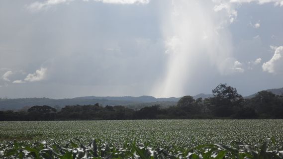 星期日, 下午, 平静, 景观, 土地, 田野, 天空, 农业