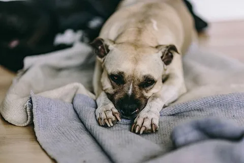 可爱的老狗躺在床上