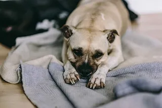 可爱的老狗躺在床上