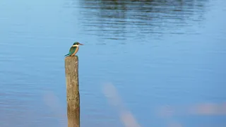 动物、鸟类、食蜂动物、水禽、鸬鹚、托克口定居点路、翠鸟、树翠鸟