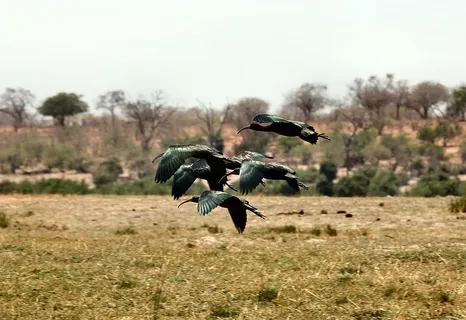 非洲，动物，鸟类，喙，美丽，鸟类，颜色，环境