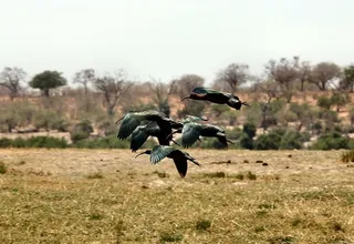 非洲，动物，鸟类，喙，美丽，鸟类，颜色，环境