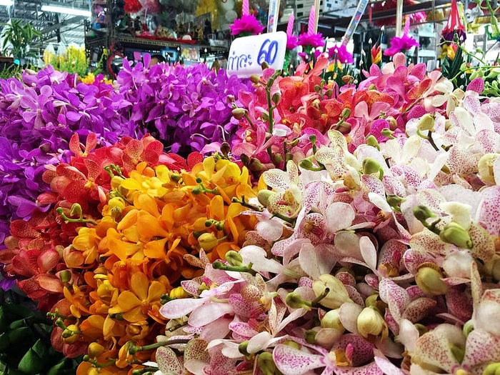 兰花，市场，花卉，五颜六色，五颜六色，花卉市场，开花植物，花卉